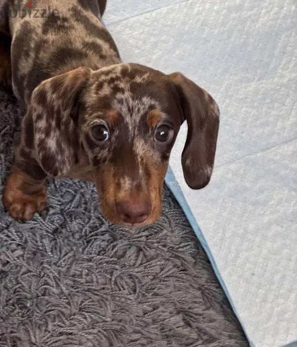 miniature dachshund puppy boy from Russia 1