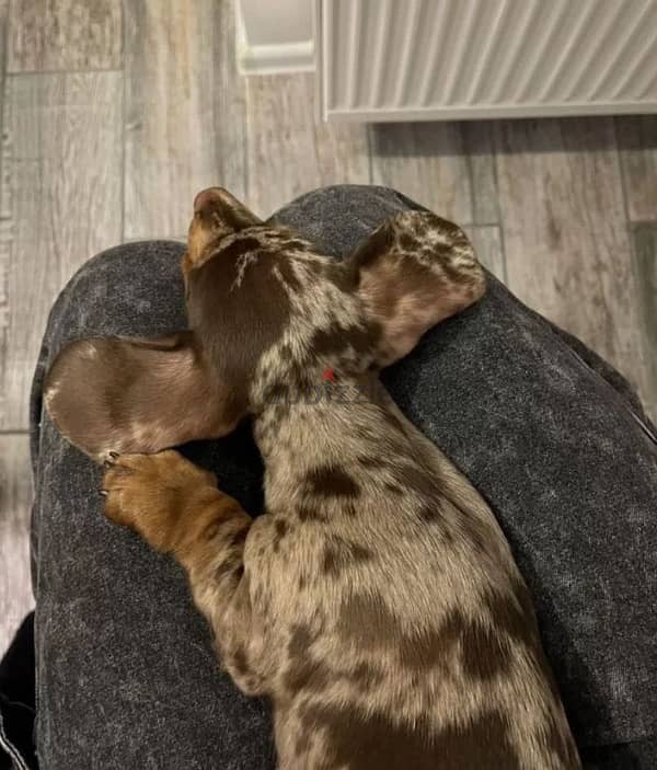 miniature dachshund puppy boy from Russia 2