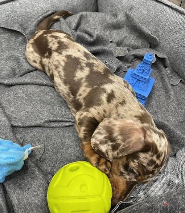 miniature dachshund puppy boy from Russia 3