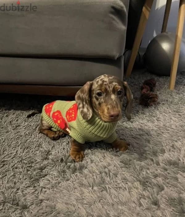 miniature dachshund puppy boy from Russia 4