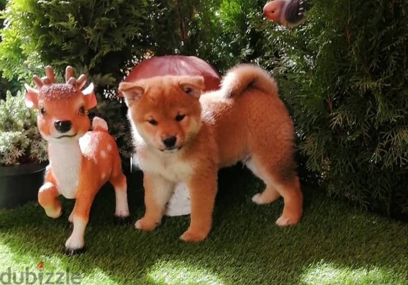 Shiba Inu puppies boy from Russia 0