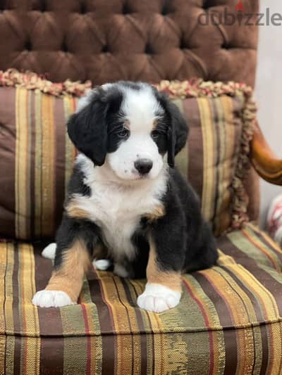 bernese mountain dog