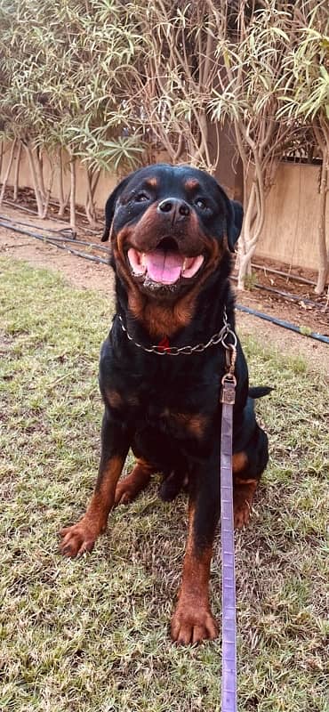 سيمبا دكر روت وايلير للجواز-male Rottweiler for matting