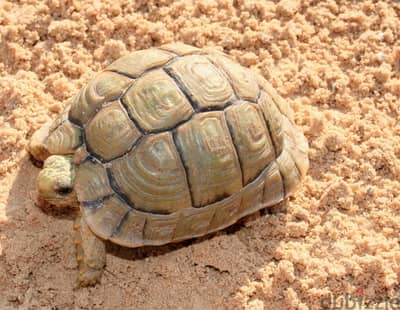 سلحفاة للبيع turtle for sale