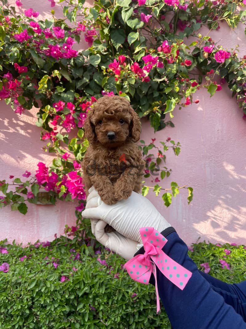 Toy Poodle Puppy Dog For Sale Female Imported Parents 2