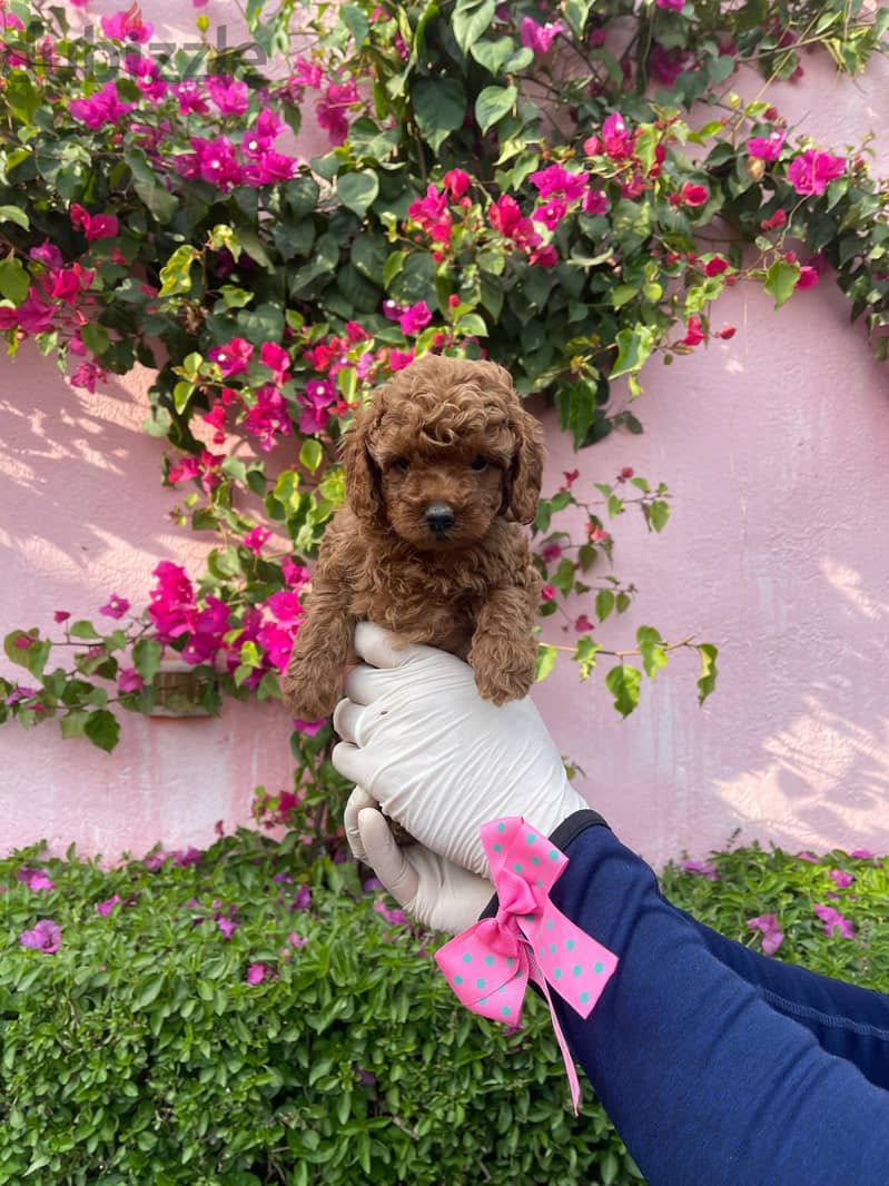 Toy Poodle Puppy Dog For Sale Female Imported Parents 3