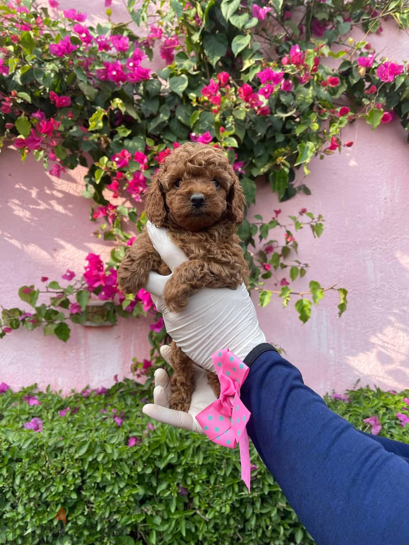 Toy Poodle Puppy Dog For Sale Female Imported Parents 4