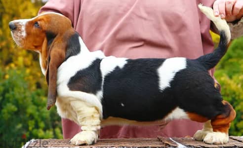 Basset Hound Puppy Dog For Sale From Europe