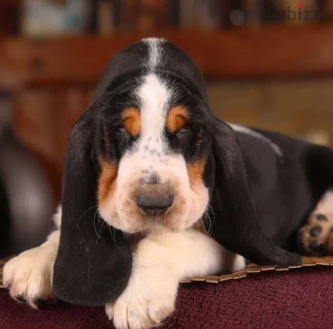 Basset Hound Puppy Dog For Sale From Europe 1