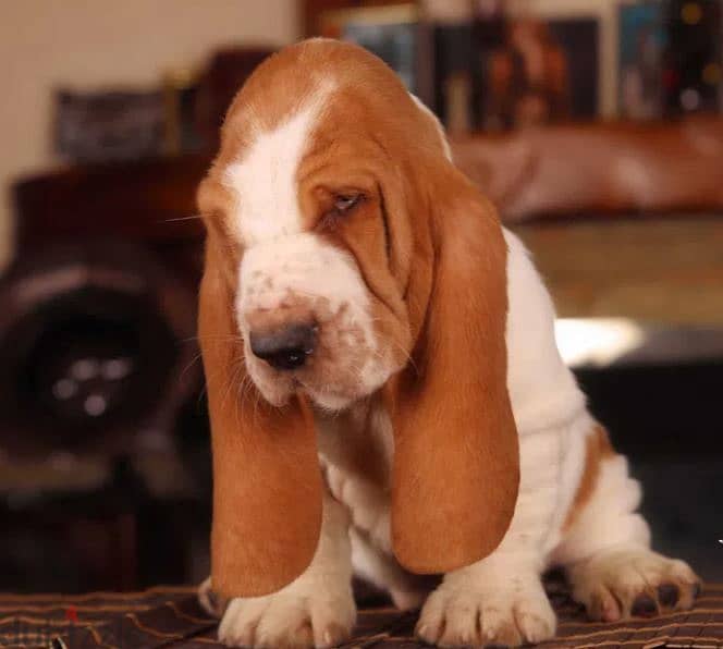 Basset Hound Puppy Dog For Sale From Europe 2