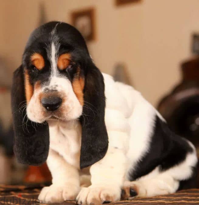 Basset Hound Puppy Dog For Sale From Europe 3