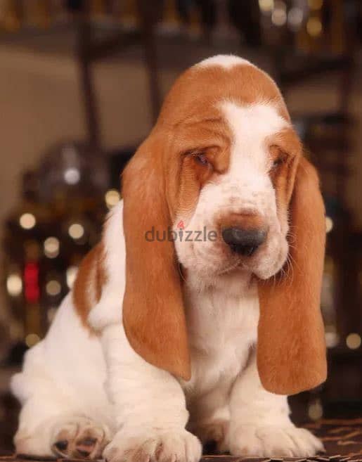 Basset Hound Puppy Dog For Sale From Europe 4