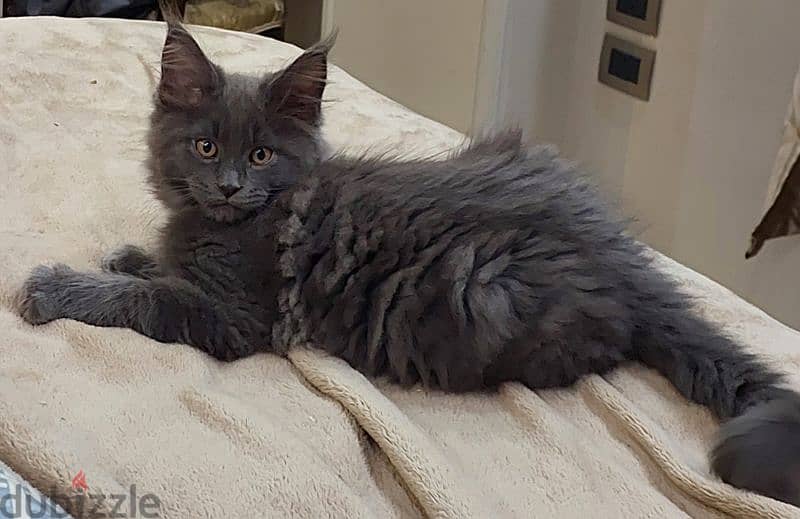 main coon kitten 6