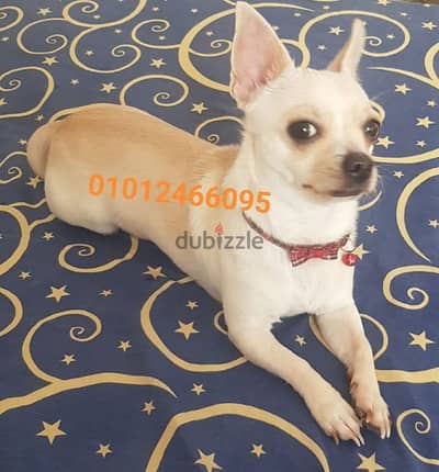 شيواوا كلب ولد male chihuahua shorthair for sale