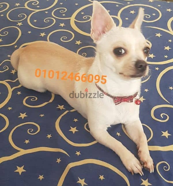 شيواوا كلب ولد male chihuahua shorthair for sale 0