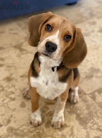 Beagle dog male puppy