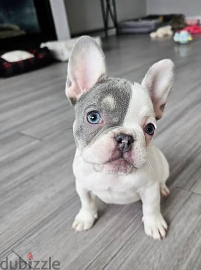 french bulldog puppies فرينش برلدوج