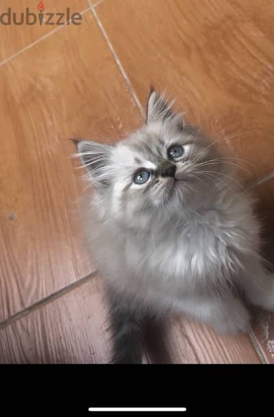 Lilac Ragdoll boy راغدول