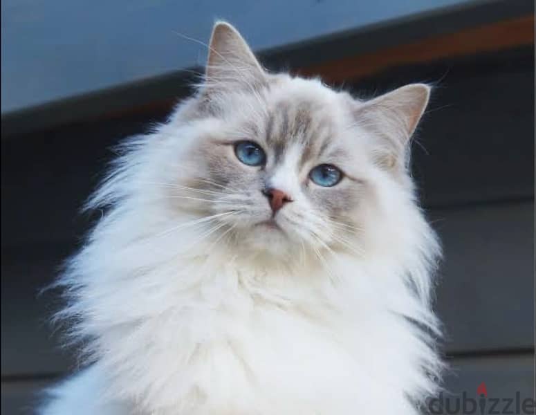 Lilac Ragdoll boy راغدول 1