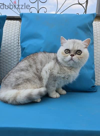 Scottish Straight / British shorthair