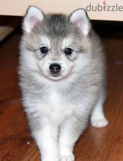 Alaskan Klee Kai puppies boys from Russia