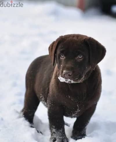 chocolate Labrador puppy boy from Russia