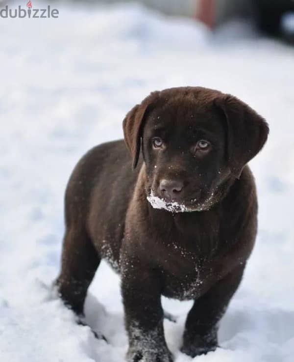 chocolate Labrador puppy boy from Russia 0