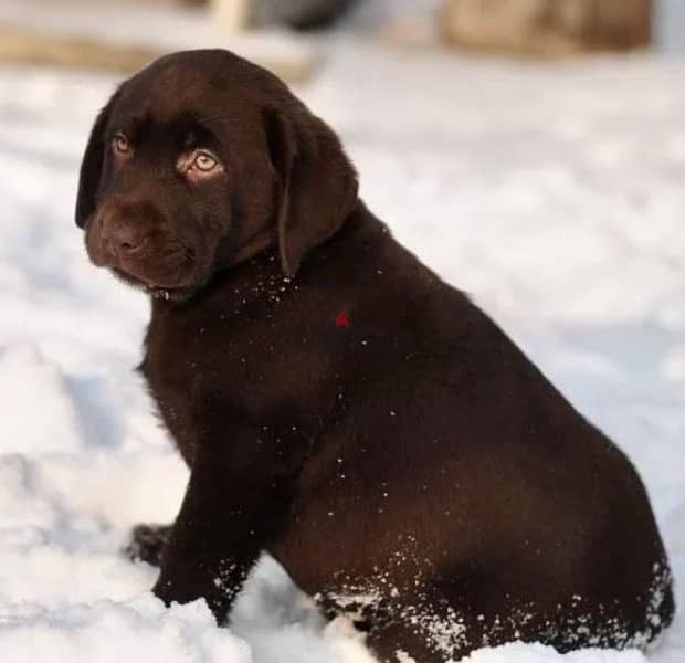 chocolate Labrador puppy boy from Russia 1