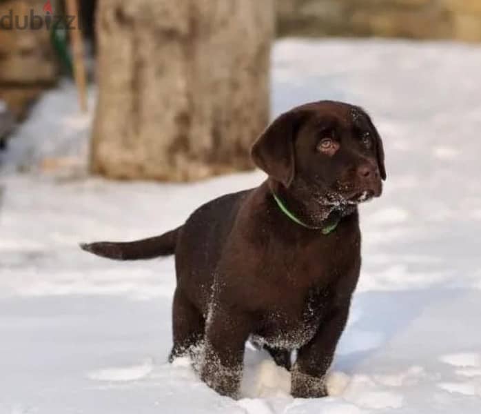 chocolate Labrador puppy boy from Russia 2