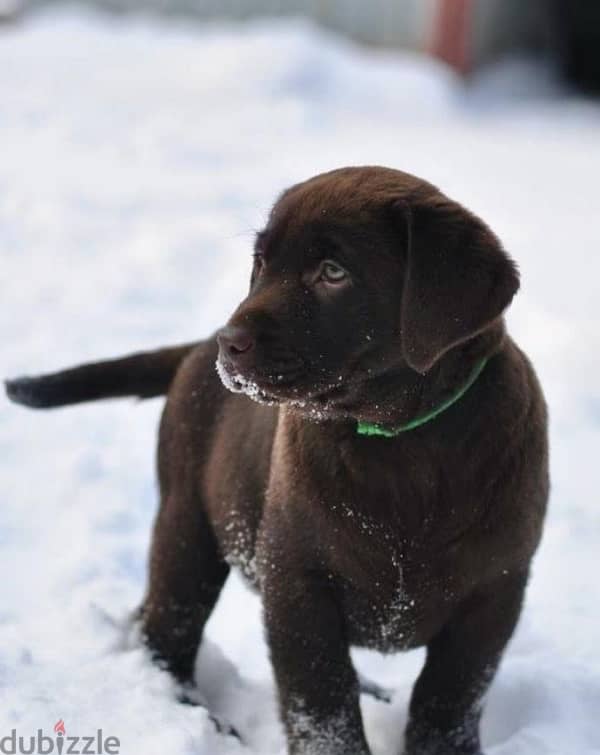 chocolate Labrador puppy boy from Russia 3