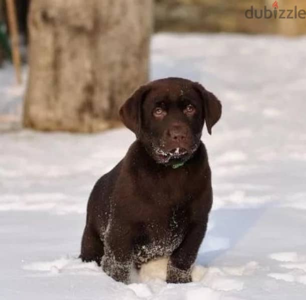 chocolate Labrador puppy boy from Russia 4