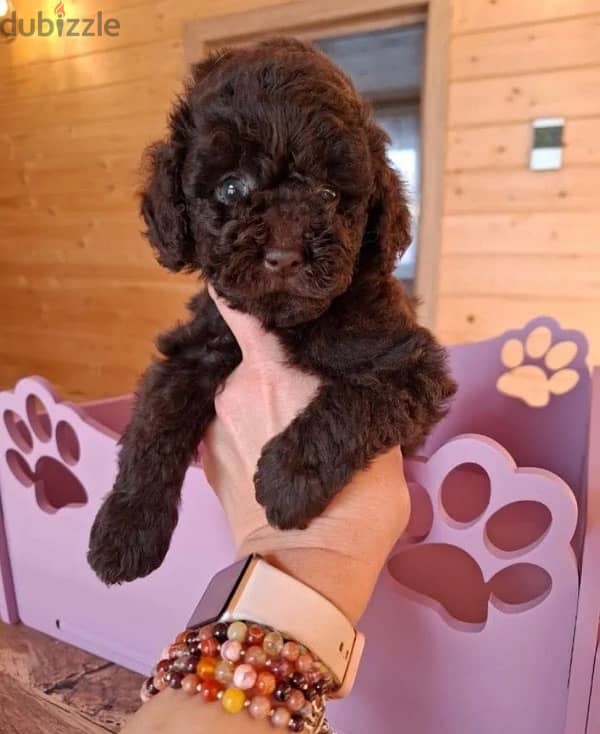 toy poodle females from Russia 1