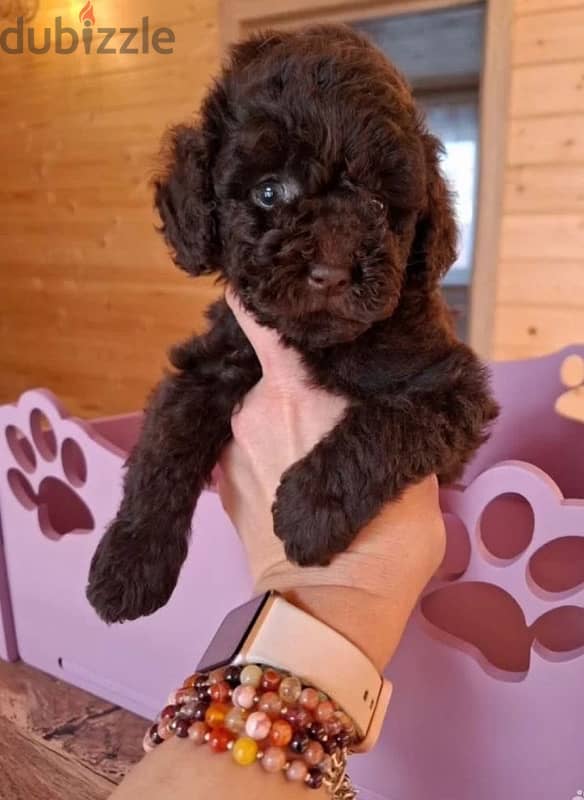 toy poodle females from Russia 2