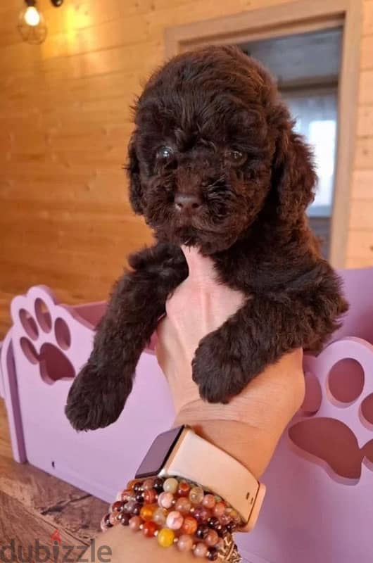 toy poodle females from Russia 3