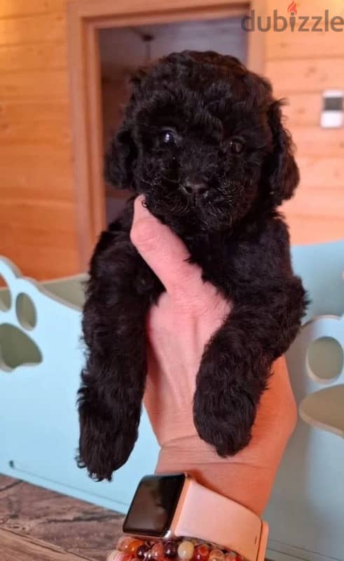 toy poodle females from Russia 4