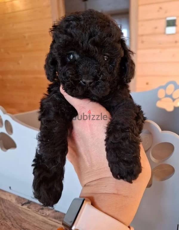 toy poodle females from Russia 6