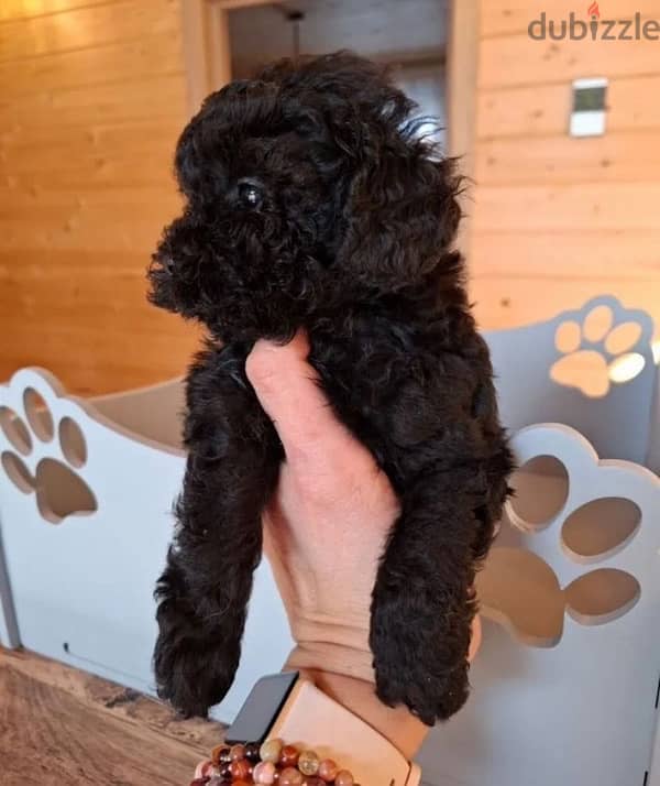 toy poodle females from Russia 7