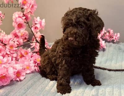 toy poodle from Russia