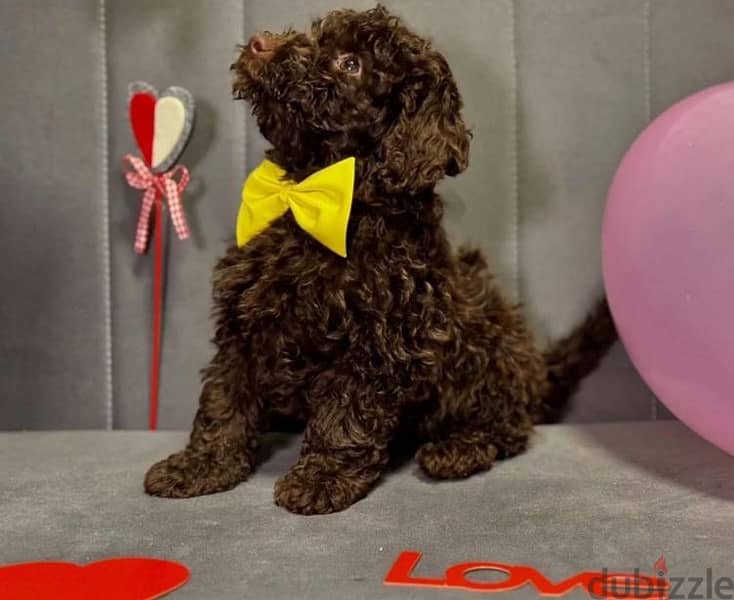 toy poodle from Russia 3