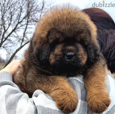 Tibetan mastiff puppies for sale