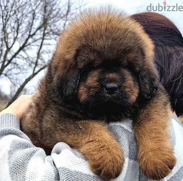 Caucasian shephered puppies for sale 0