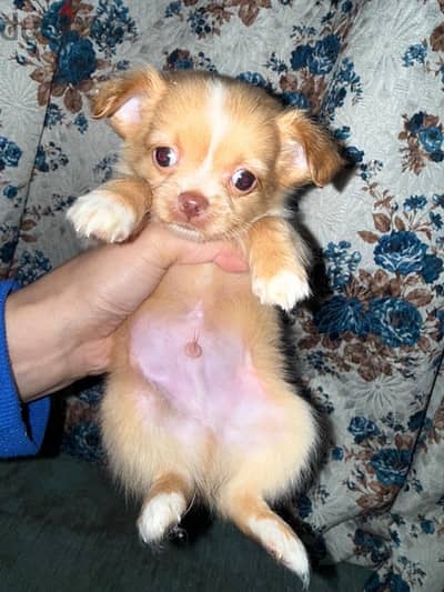 chihuahua male ready to go his new home 45 days old