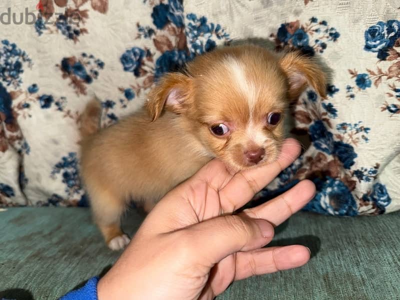 chihuahua male ready to go his new home 45 days old 1