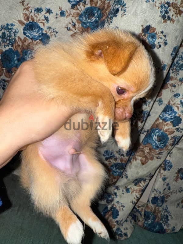 chihuahua male ready to go his new home 45 days old 2