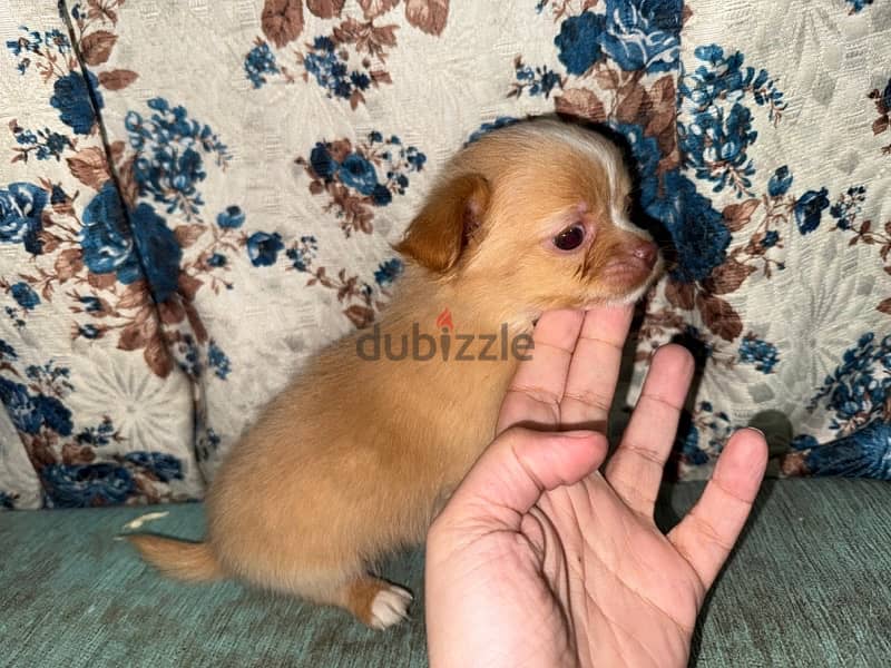 chihuahua male ready to go his new home 45 days old 3