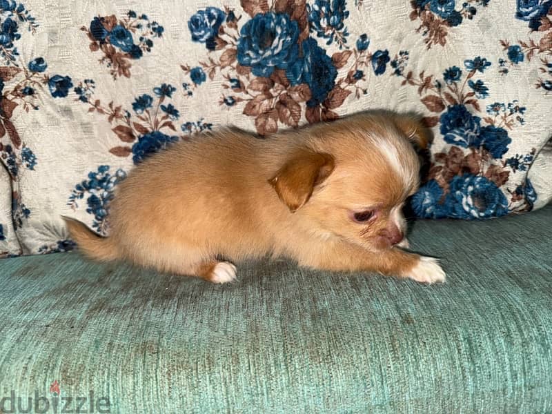 chihuahua male ready to go his new home 45 days old 4