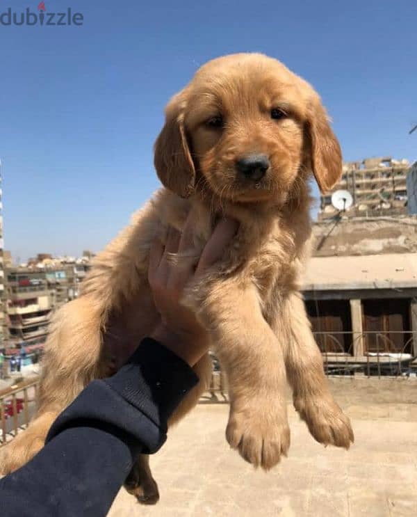 golden retriever جولدن 0