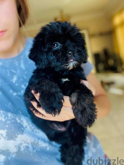 male&female maltipoo