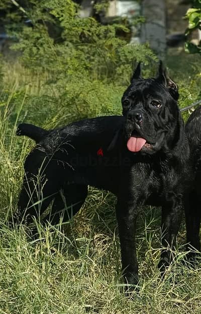 Cane Corso female 10 months with fci pedigree