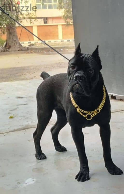 Cane Corso female 10 months with fci pedigree 1